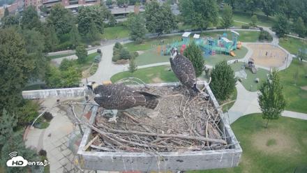 Coeur d'Alene Idaho Osprey Nest Live Cam - Aug 9, 2026, 11:23am PDT