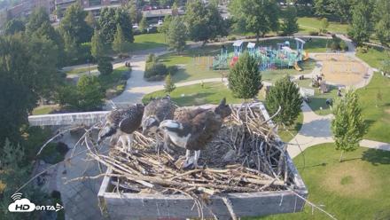Coeur d'Alene Idaho Osprey Nest Live Cam - Jul 26, 2026, 5:52pm PDT
