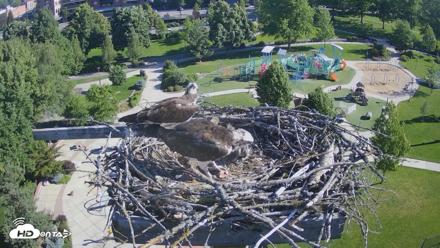Coeur d'Alene Idaho Osprey Nest Live Cam - Jun 12, 2026, 8:16am PDT