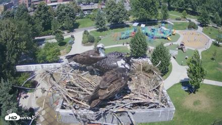 Coeur d'Alene Idaho Osprey Nest Live Cam - Jul 24, 2026, 1:38pm PDT