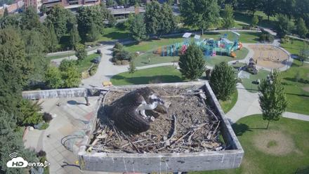 Coeur d'Alene Idaho Osprey Nest Live Cam - Aug 25, 2026, 9:21am PDT