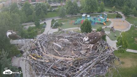 Coeur d'Alene Idaho Osprey Nest Live Cam - Jun 21, 2026, 8:40pm PDT