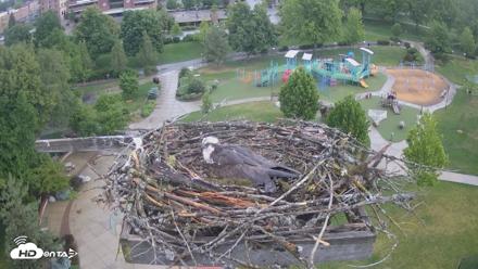 Coeur d'Alene Idaho Osprey Nest Live Cam - May 26, 2026, 5:43am PDT