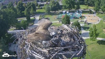 Coeur d'Alene Idaho Osprey Nest Live Cam - Jul 14, 2026, 5:50pm PDT
