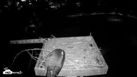 Coeur d'Alene Idaho Osprey Nest Live Cam - Aug 14, 2026, 4:27am PDT