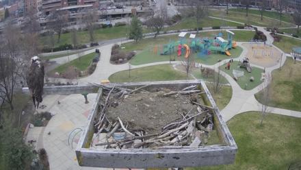 Coeur d'Alene Idaho Osprey Nest Live Cam - Mar 29, 2026, 12:59pm PDT
