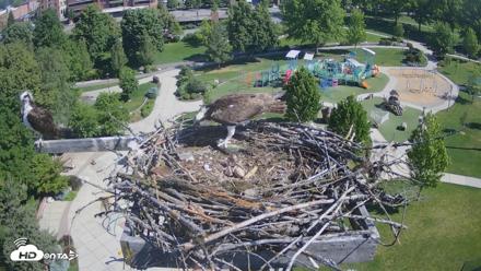 Coeur d'Alene Idaho Osprey Nest Live Cam - May 28, 2026, 9:41am PDT