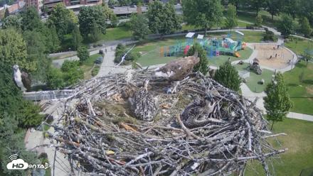 Coeur d'Alene Idaho Osprey Nest Live Cam - Jun 27, 2026, 9:27am PDT
