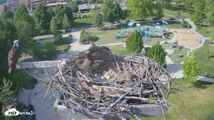 Coeur d'Alene Idaho Osprey Nest Live Cam - May 12, 2026, 4:37pm PDT