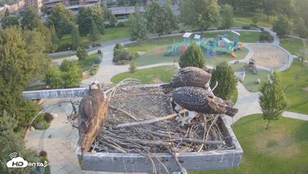 Coeur d'Alene Idaho Osprey Nest Live Cam - Aug 2, 2026, 7:00am PDT