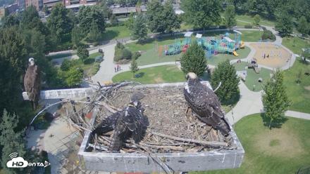 Coeur d'Alene Idaho Osprey Nest Live Cam - Aug 3, 2026, 2:34pm PDT