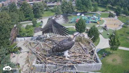 Coeur d'Alene Idaho Osprey Nest Live Cam - Jul 23, 2026, 10:59am PDT