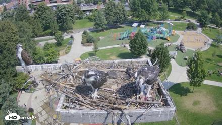 Coeur d'Alene Idaho Osprey Nest Live Cam - Aug 1, 2026, 11:11am PDT