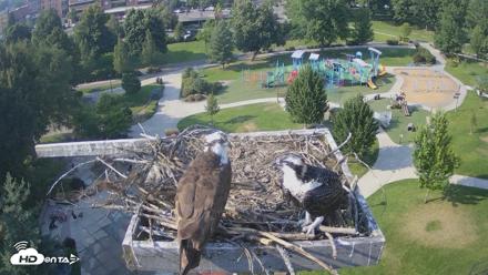 Coeur d'Alene Idaho Osprey Nest Live Cam - Jul 28, 2026, 5:09pm PDT