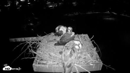Coeur d'Alene Idaho Osprey Nest Live Cam - Jul 27, 2026, 3:24am PDT