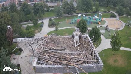 Coeur d'Alene Idaho Osprey Nest Live Cam - Jul 28, 2026, 5:22am PDT