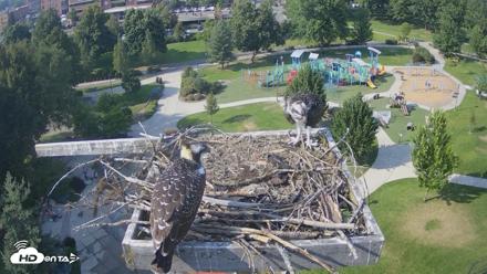 Coeur d'Alene Idaho Osprey Nest Live Cam - Jul 29, 2026, 4:50pm PDT