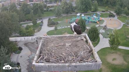 Coeur d'Alene Idaho Osprey Nest Live Cam - Aug 27, 2026, 7:42pm PDT