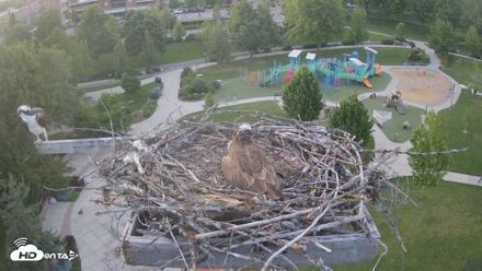 Coeur d'Alene Idaho Osprey Nest Live Cam - Jun 4, 2026, 8:32pm PDT