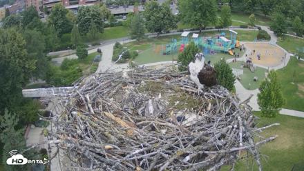 Coeur d'Alene Idaho Osprey Nest Live Cam - Jun 26, 2026, 3:32pm PDT