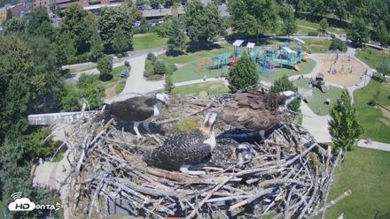 Coeur d'Alene Idaho Osprey Nest Live Cam - Jul 11, 2026, 12:22pm PDT