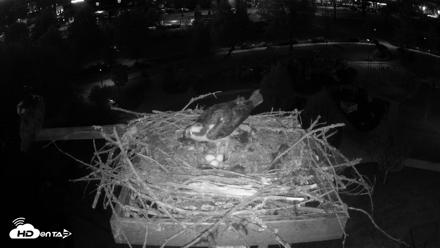 Coeur d'Alene Idaho Osprey Nest Live Cam - May 5, 2026, 8:49pm PDT