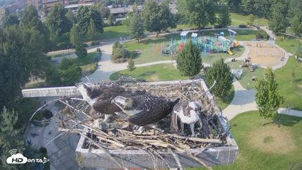 Coeur d'Alene Idaho Osprey Nest Live Cam - Jul 30, 2026, 5:01pm PDT