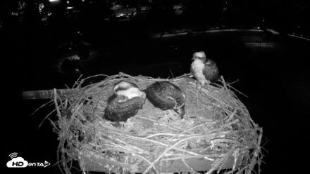 Coeur d'Alene Idaho Osprey Nest Live Cam - Jul 14, 2026, 4:11am PDT