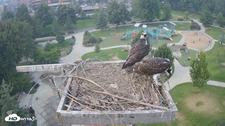 Coeur d'Alene Idaho Osprey Nest Live Cam - Aug 8, 2026, 4:22pm PDT