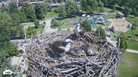 Coeur d'Alene Idaho Osprey Nest Live Cam - Jul 2, 2026, 10:46am PDT