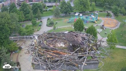 Coeur d'Alene Idaho Osprey Nest Live Cam - May 26, 2026, 6:09am PDT