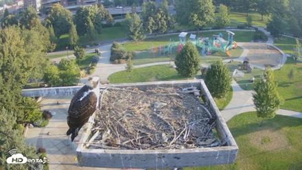 Coeur d'Alene Idaho Osprey Nest Live Cam - Aug 28, 2026, 7:18am PDT