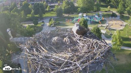 Coeur d'Alene Idaho Osprey Nest Live Cam - Jun 20, 2026, 7:05pm PDT