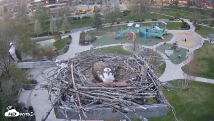 Coeur d'Alene Idaho Osprey Nest Live Cam - Apr 27, 2026, 8:07pm PDT
