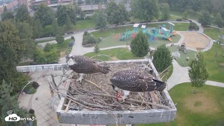 Coeur d'Alene Idaho Osprey Nest Live Cam - Aug 7, 2026, 5:43am PDT
