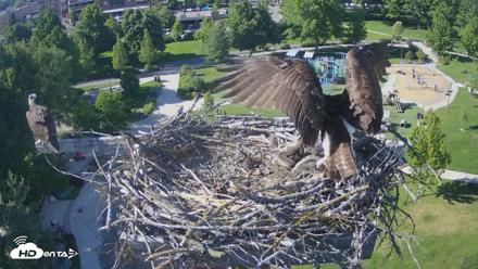 Coeur d'Alene Idaho Osprey Nest Live Cam - Jun 13, 2026, 5:25pm PDT