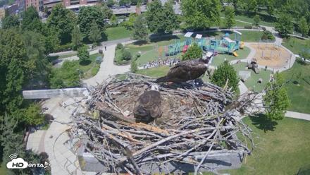 Coeur d'Alene Idaho Osprey Nest Live Cam - May 27, 2026, 12:47pm PDT