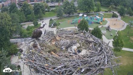 Coeur d'Alene Idaho Osprey Nest Live Cam - Jun 27, 2026, 8:31am PDT