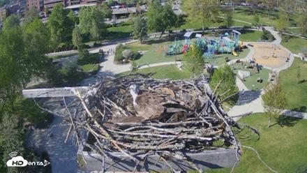 Coeur d'Alene Idaho Osprey Nest Live Cam - May 3, 2026, 4:21pm PDT