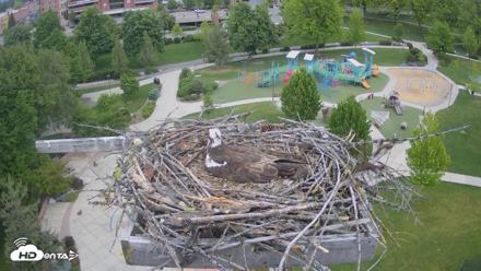 Coeur d'Alene Idaho Osprey Nest Live Cam - May 20, 2026, 7:00am PDT