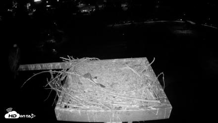 Coeur d'Alene Idaho Osprey Nest Live Cam - Aug 3, 2026, 3:41am PDT