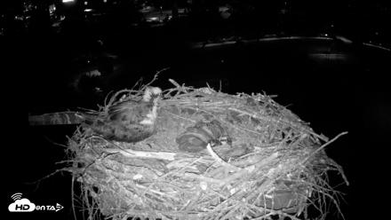Coeur d'Alene Idaho Osprey Nest Live Cam - Jun 22, 2026, 2:50am PDT