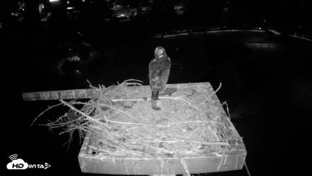 Coeur d'Alene Idaho Osprey Nest Live Cam - Aug 1, 2026, 4:37am PDT