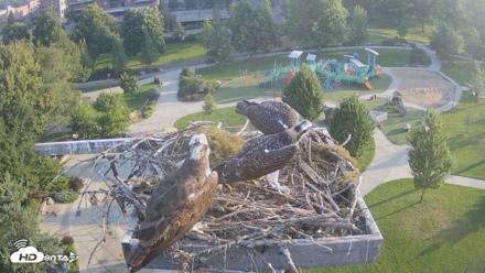 Coeur d'Alene Idaho Osprey Nest Live Cam - Jul 24, 2026, 6:52am PDT