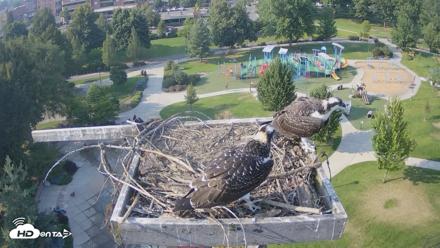 Coeur d'Alene Idaho Osprey Nest Live Cam - Aug 4, 2026, 5:27pm PDT