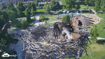 Coeur d'Alene Idaho Osprey Nest Live Cam - Jun 13, 2026, 5:25pm PDT