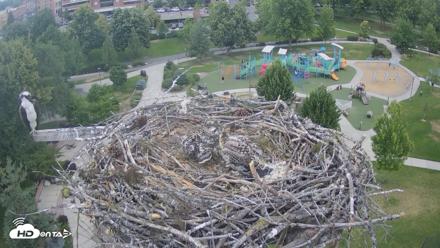 Coeur d'Alene Idaho Osprey Nest Live Cam - Jun 27, 2026, 6:10pm PDT