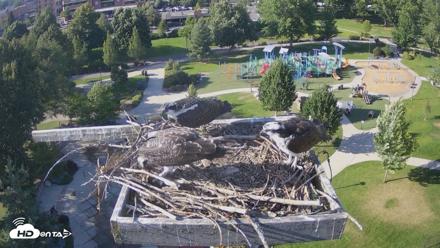 Coeur d'Alene Idaho Osprey Nest Live Cam - Aug 1, 2026, 5:42pm PDT