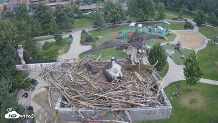 Coeur d'Alene Idaho Osprey Nest Live Cam - Jul 23, 2026, 11:47am PDT
