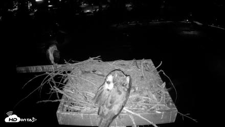 Coeur d'Alene Idaho Osprey Nest Live Cam - Jul 27, 2026, 2:52am PDT